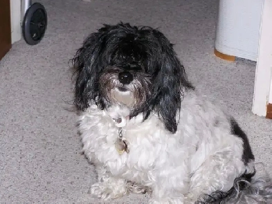 2009 CHEVROLET SILVERADO 1500 WT Image# 1