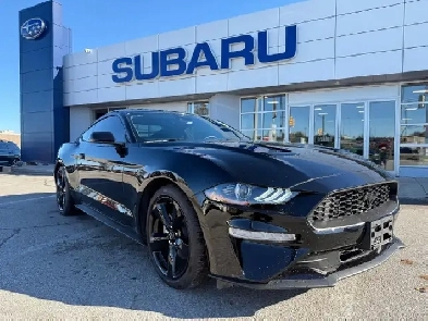 2023 Ford Mustang EcoBoost Premium Night Pony Edition! Image# 1