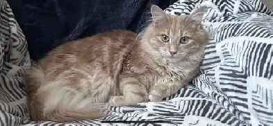 2007 DODGE CARAVAN Image# 1