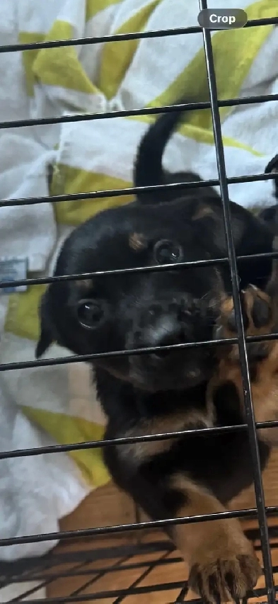 German Shepherd Rottweiler Image# 1