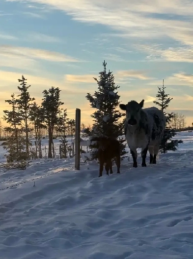2004 Duramax Image# 1