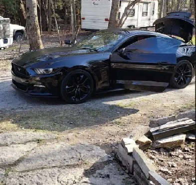 Gorgeous Mustang