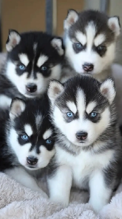 Pup chow